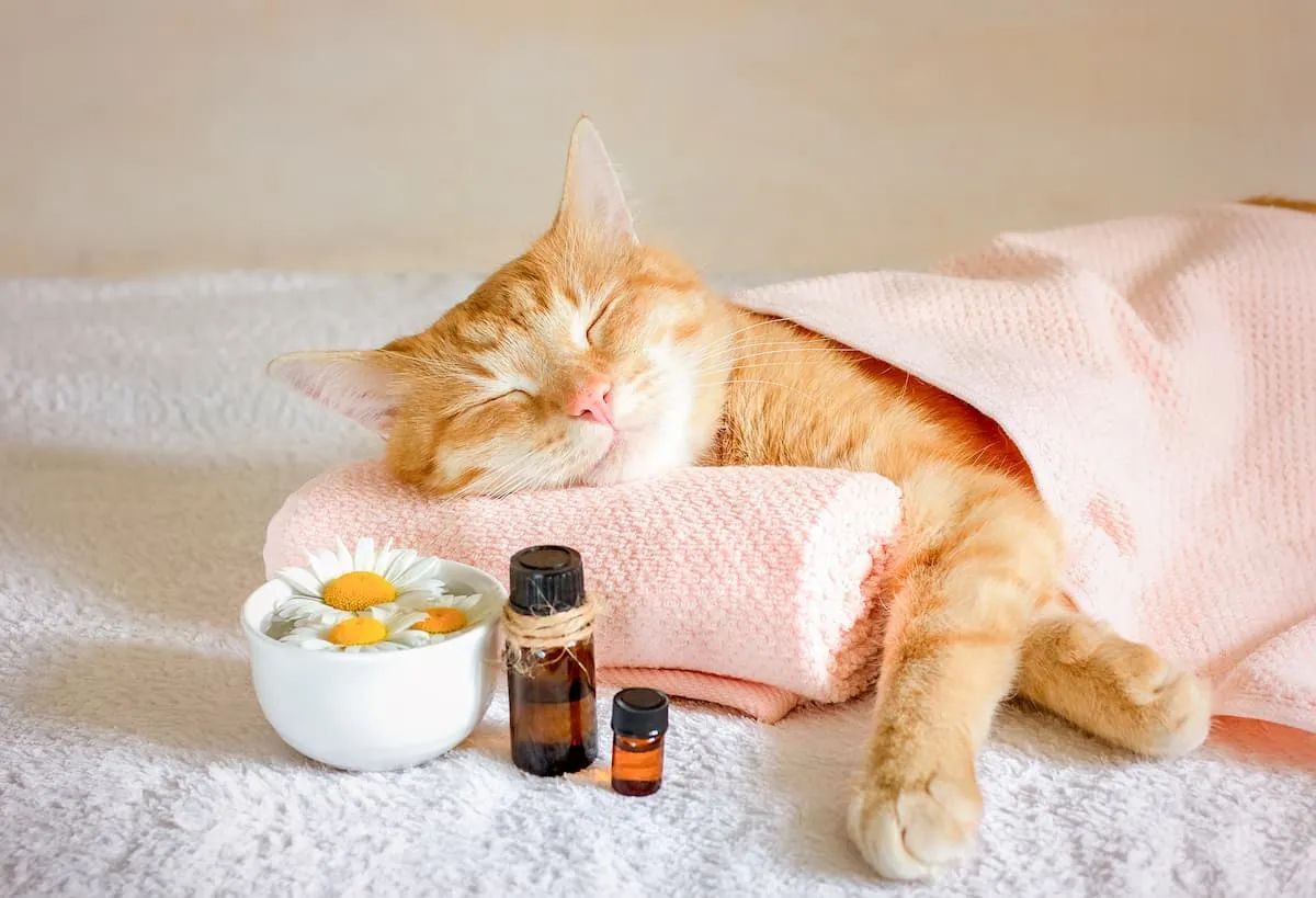 Kedi2