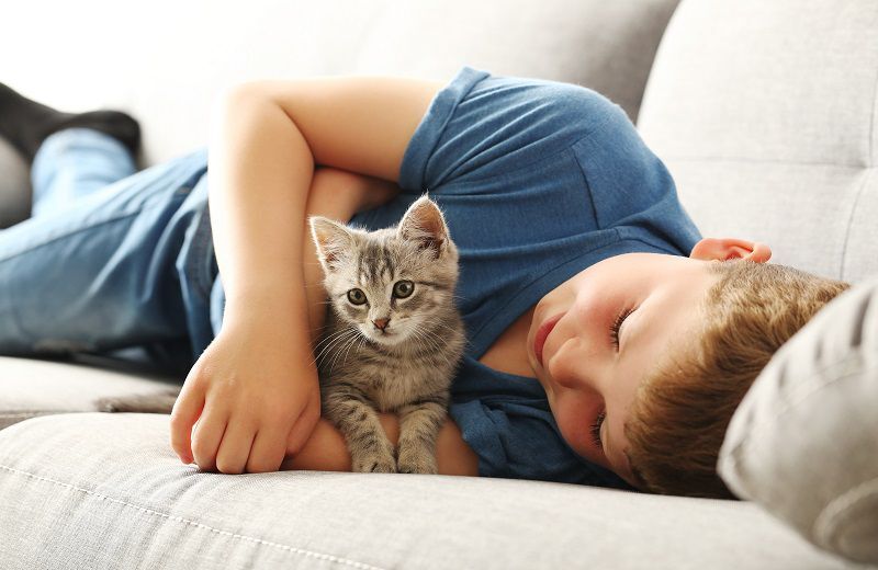 Kedi3