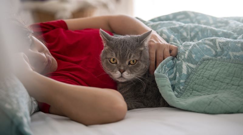 Kedi4