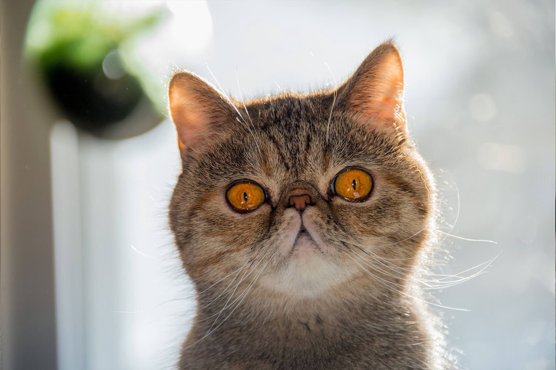 Kedi6