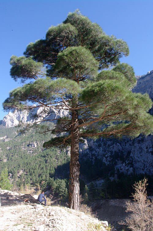 Kızılcam