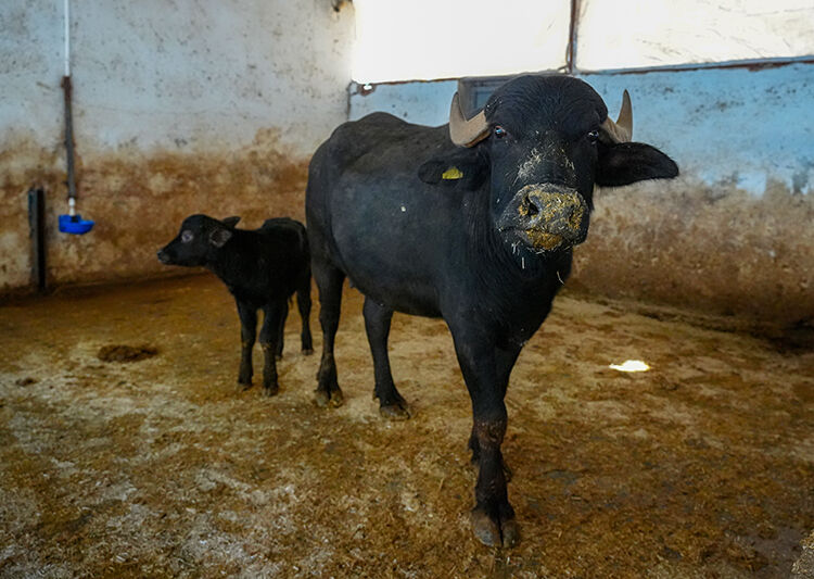Manda2