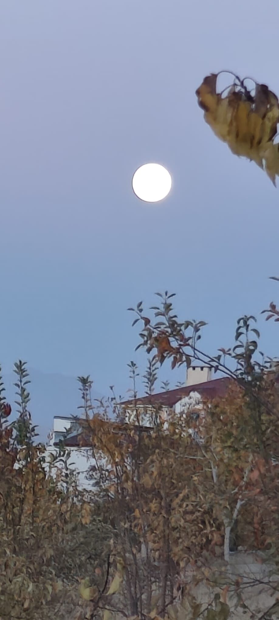 Vanayısığı (1)