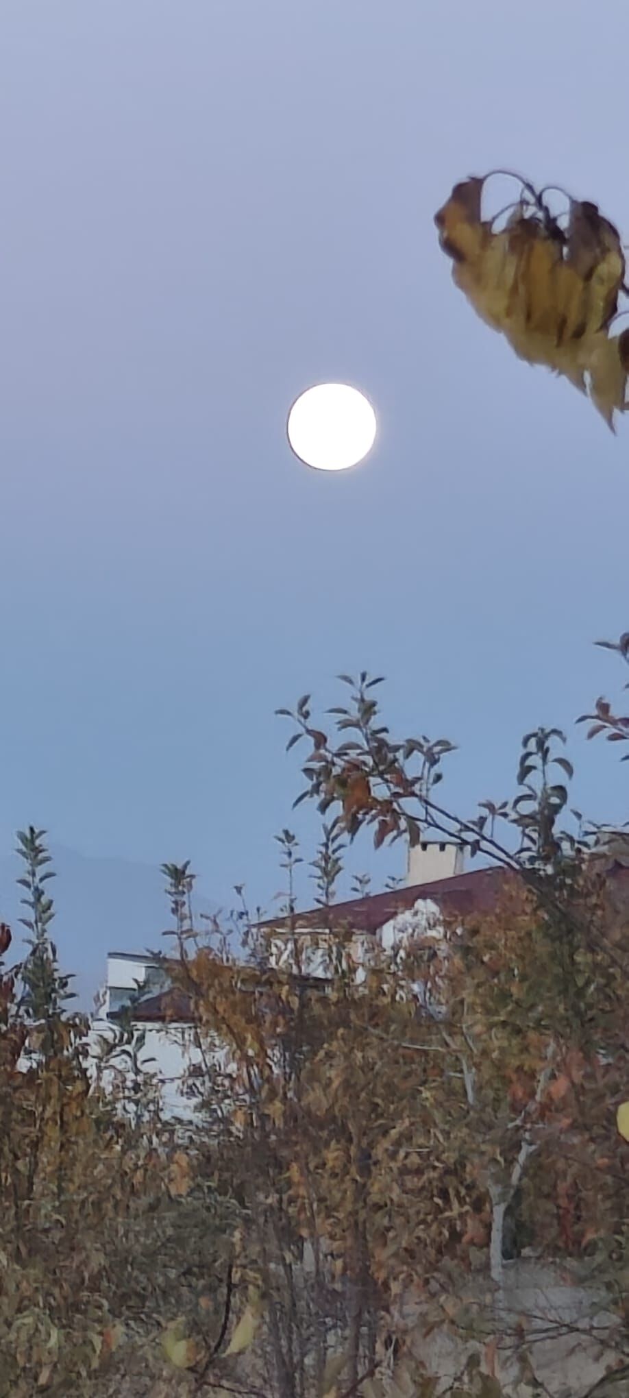 Vanayısığı (3)
