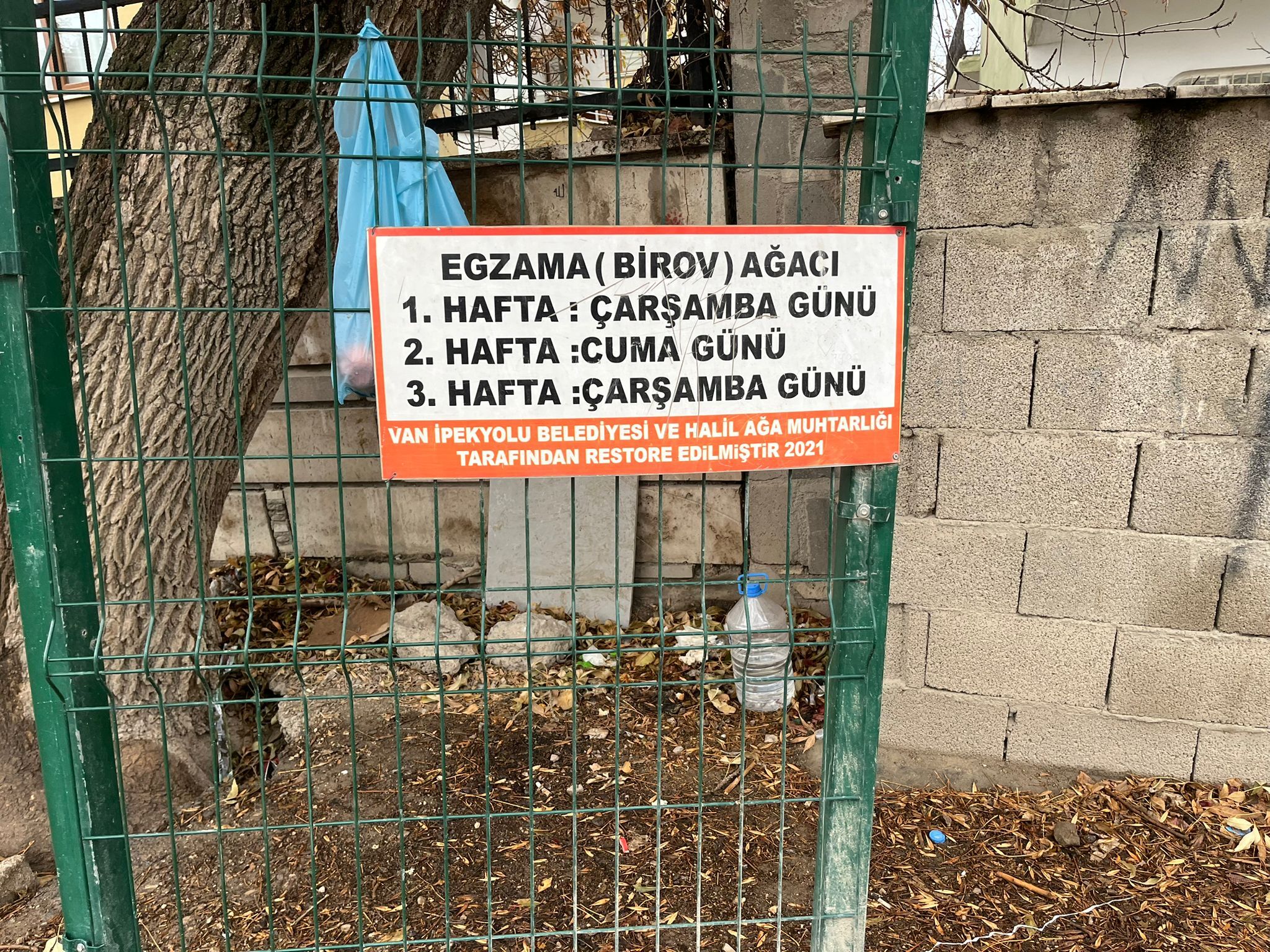 Egzama Ağaci (2)