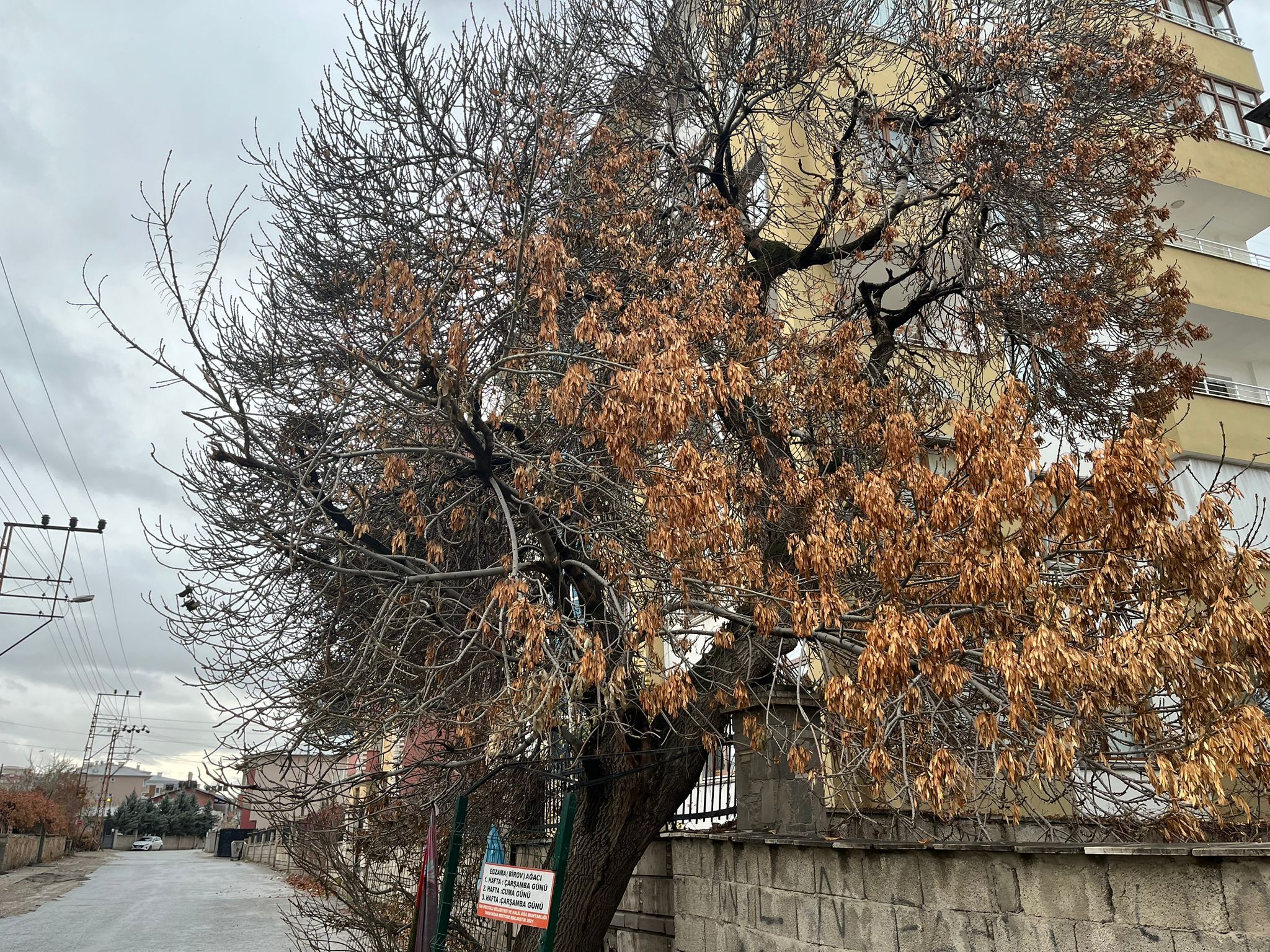 Egzama Ağaci (3)