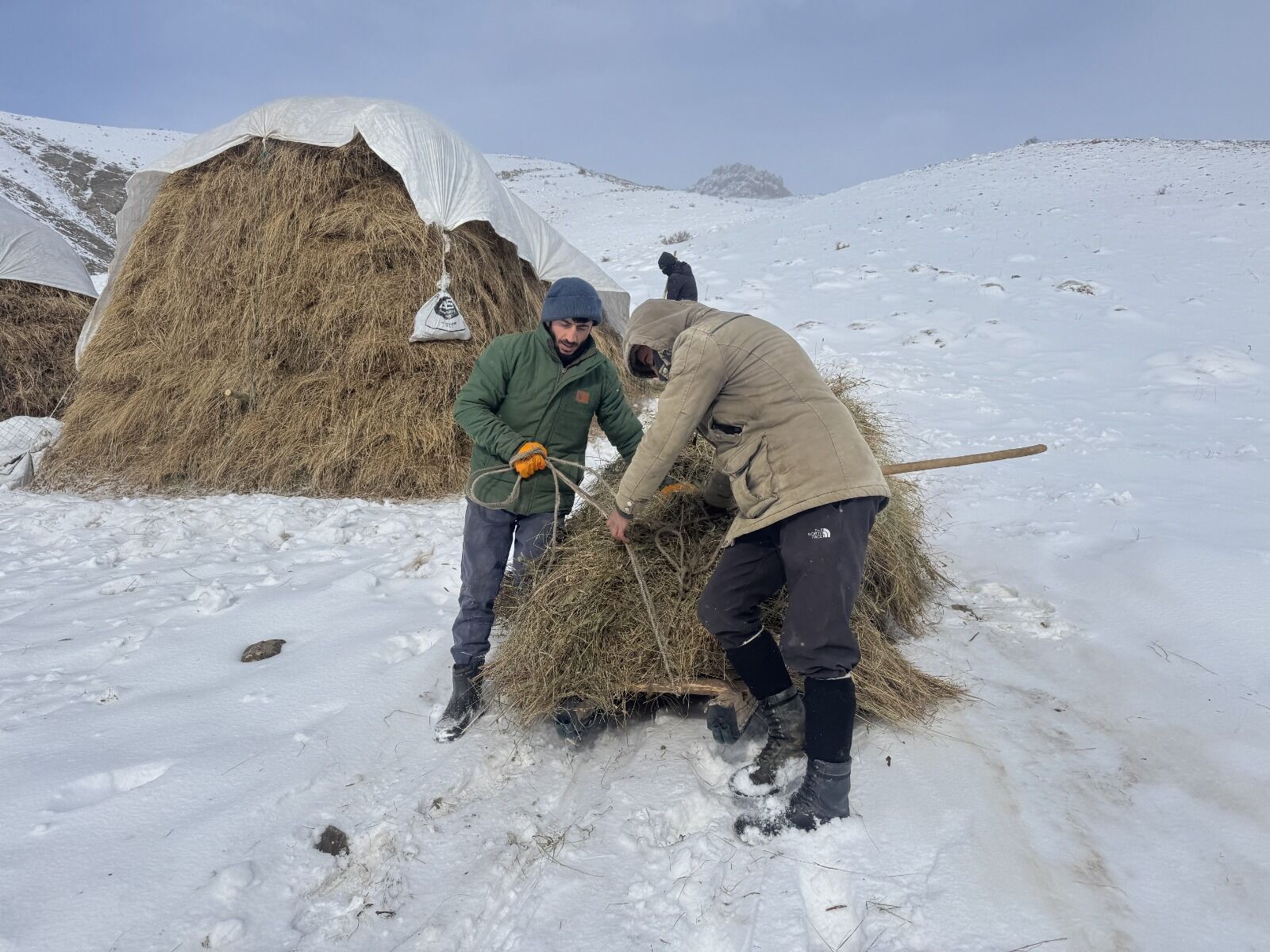 Hakkari Hayvan (3)
