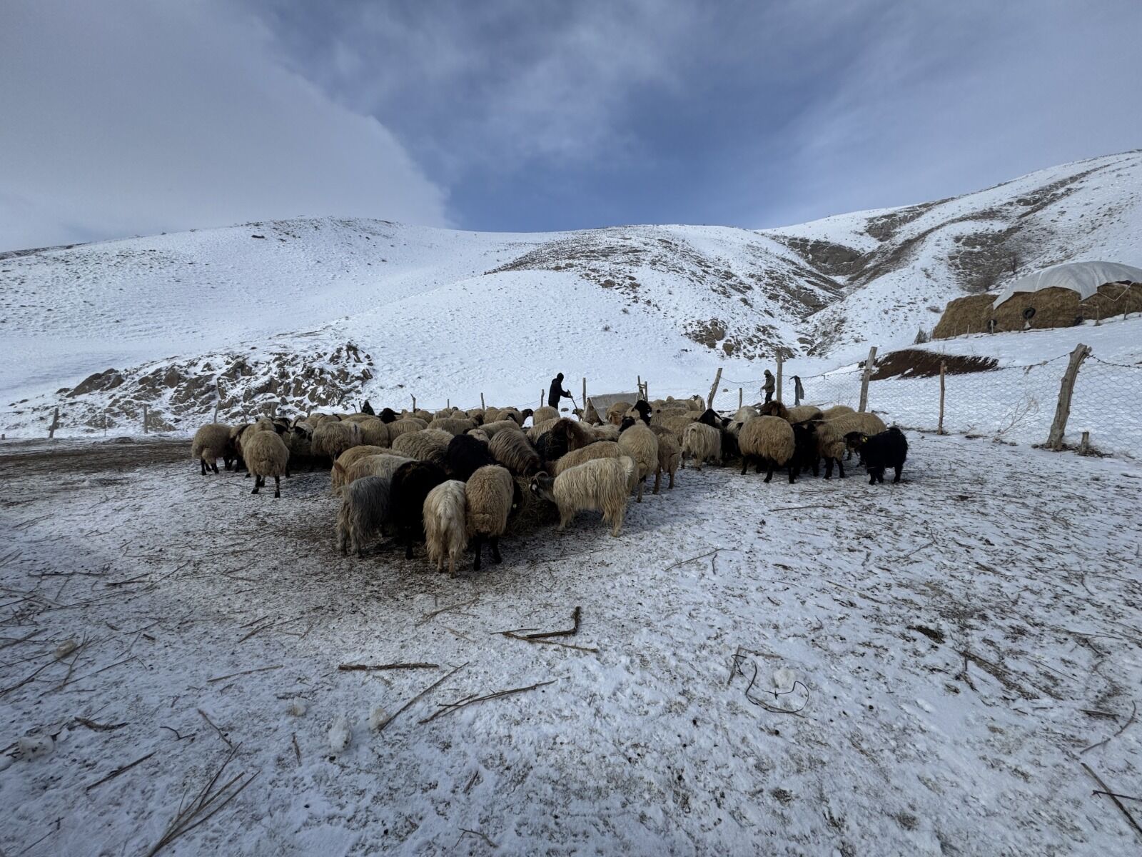 Hakkari Hayvan (6)