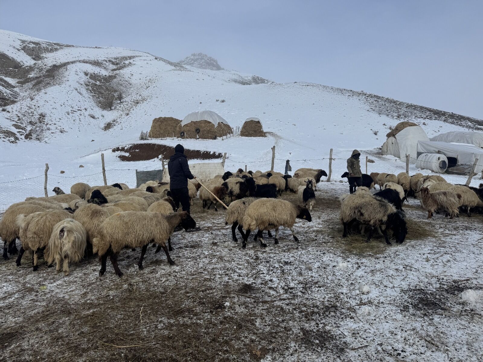 Hakkari Hayvan (7)