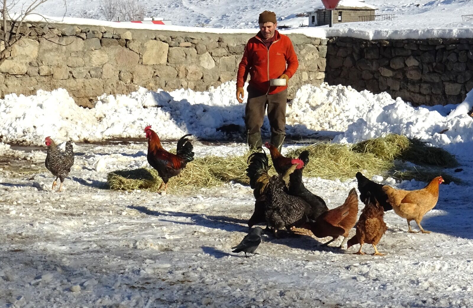 Kars Besici (1)