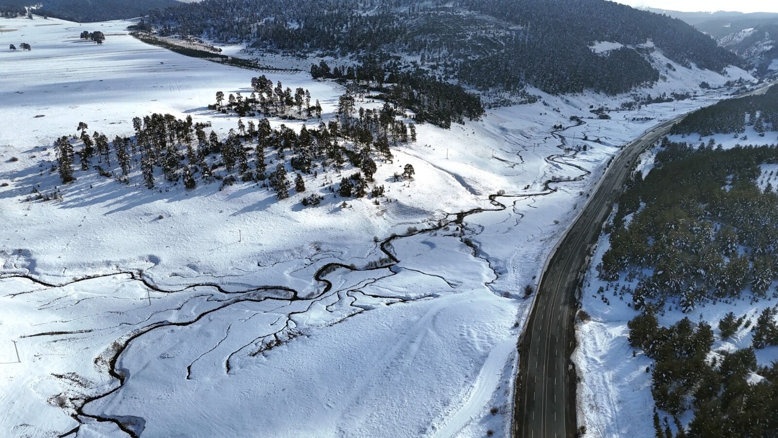 Kars Sarıçam Ormanı2