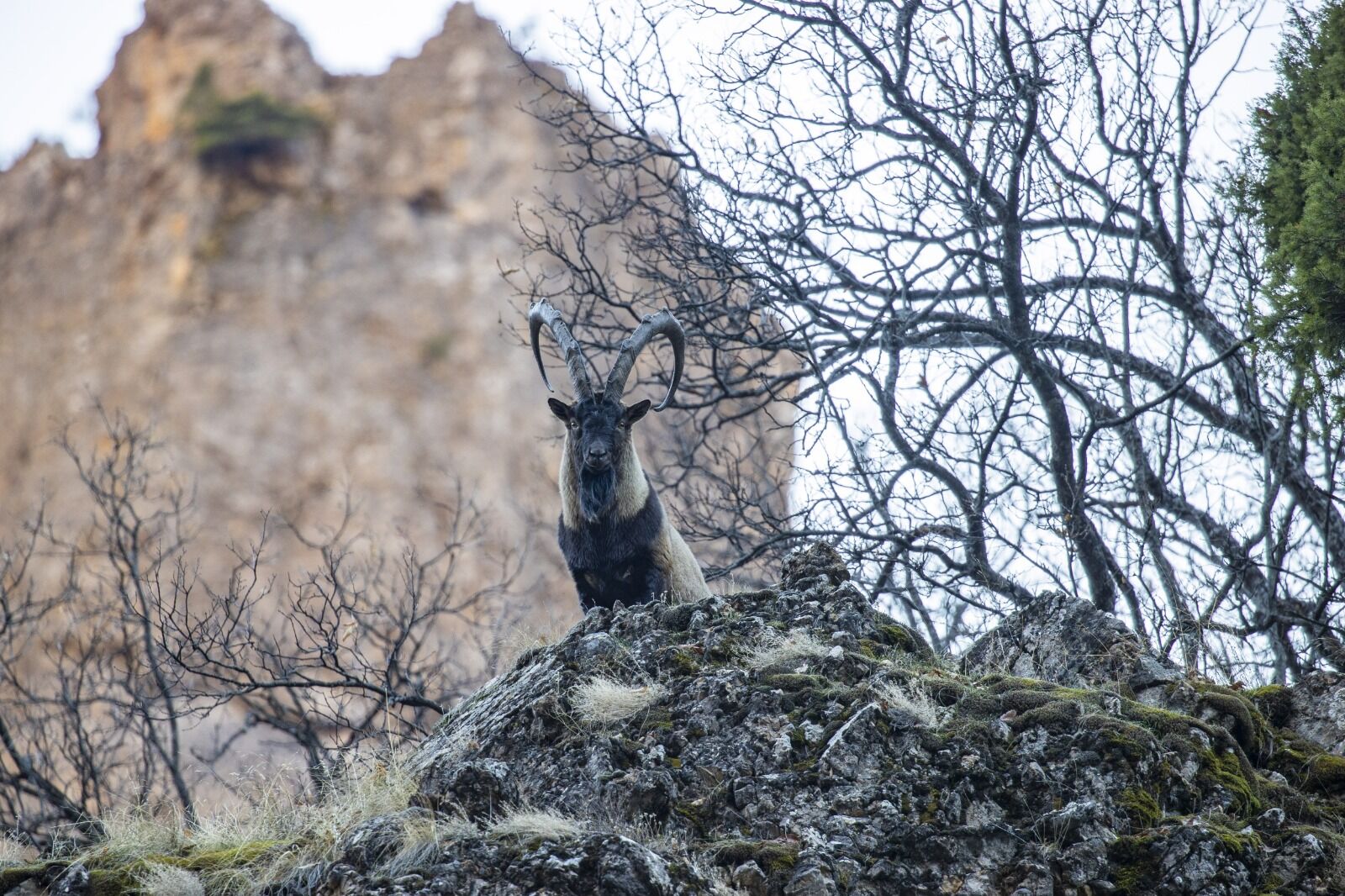 Keçi (8)
