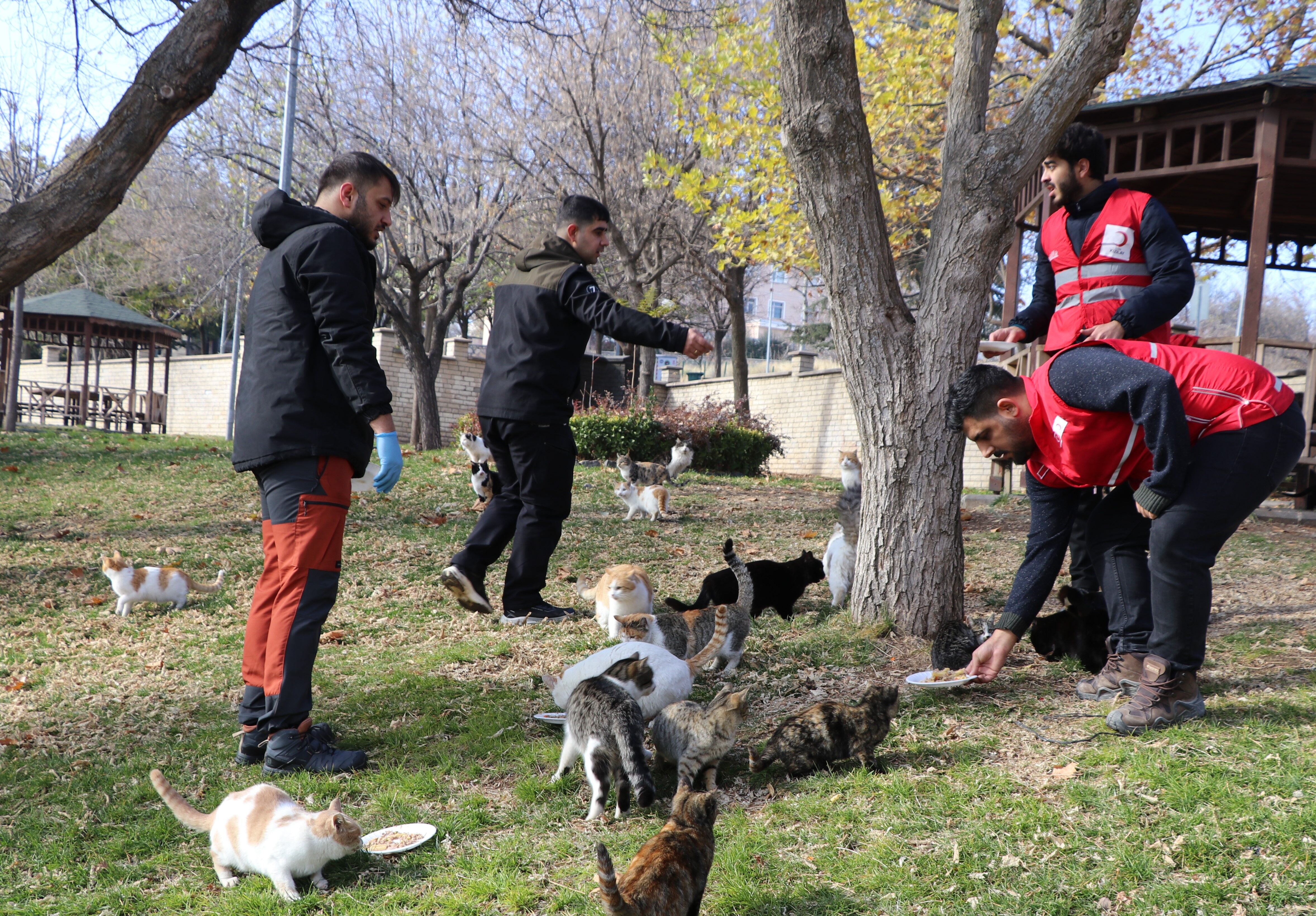 Kedi (1)