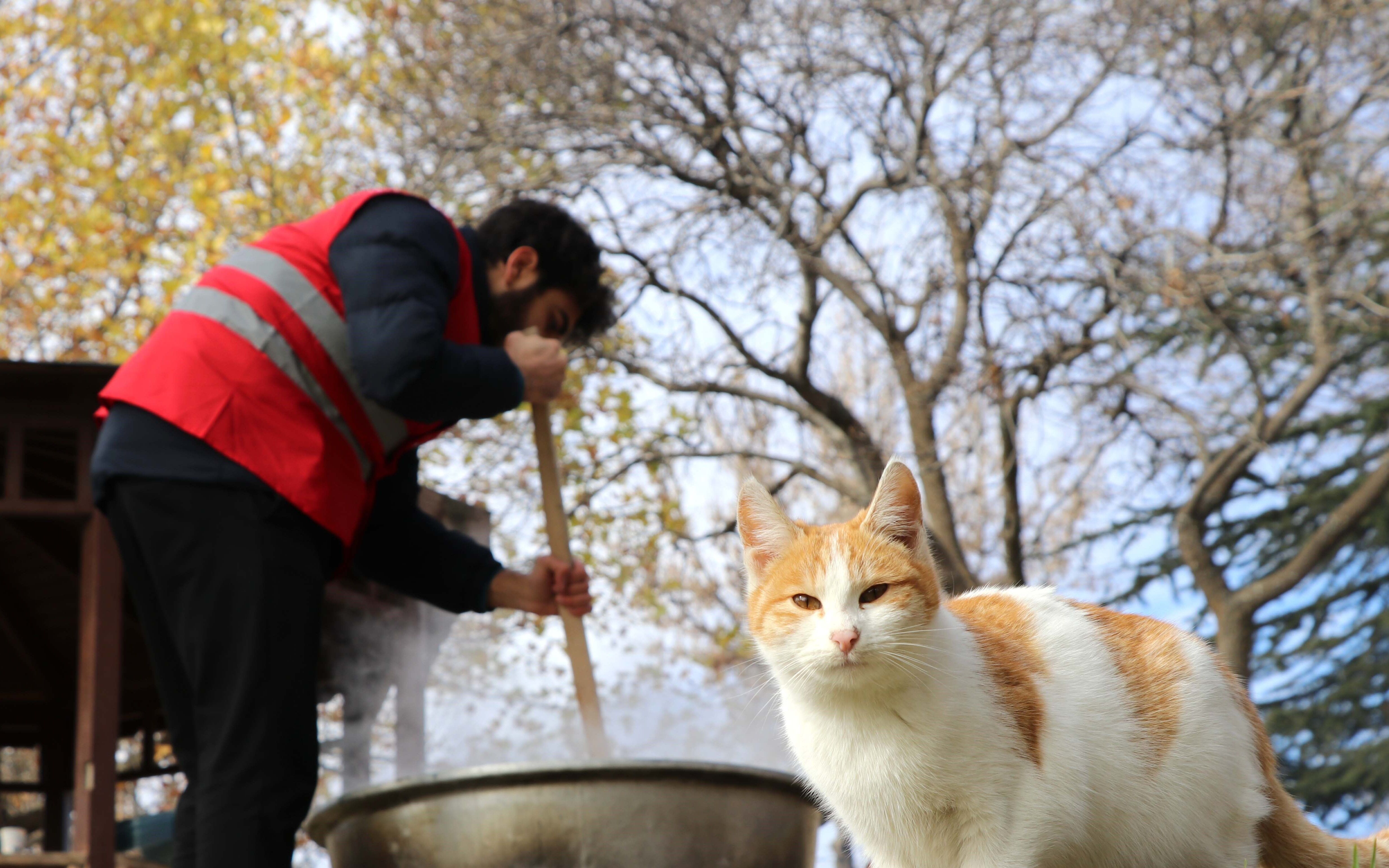 Kedi (5)