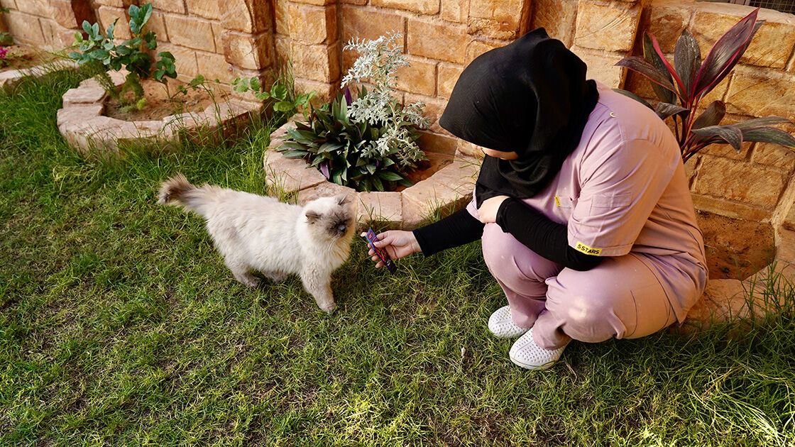 Kedi Otel2
