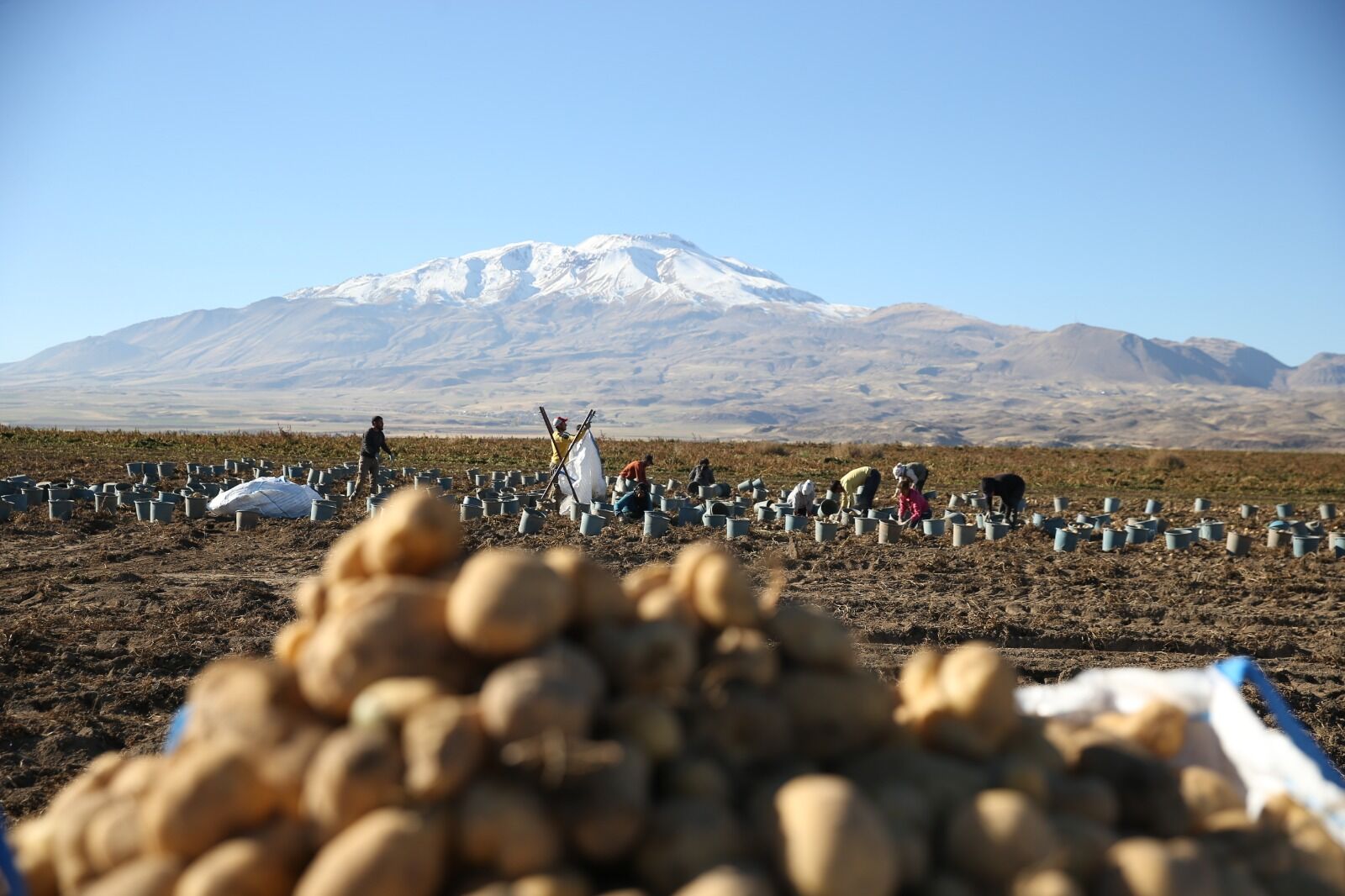 Patates Hasadı Bitlis (1)