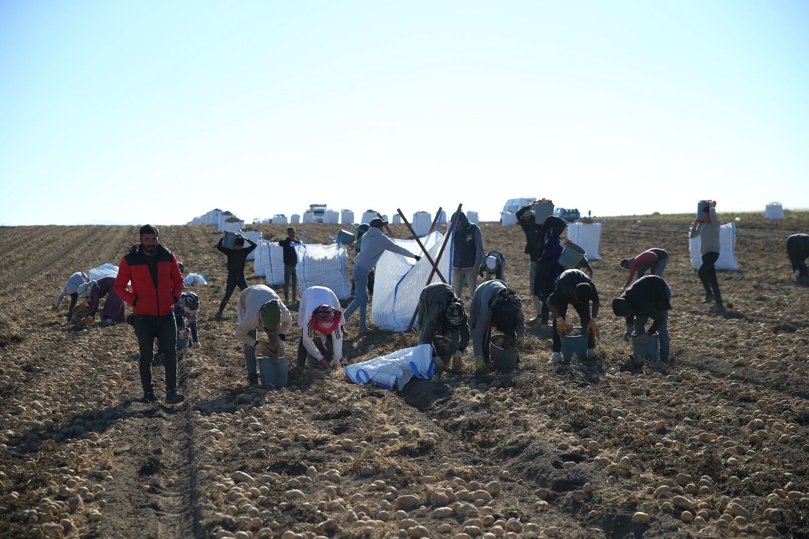 Patates Hasadı Bitlis (13)