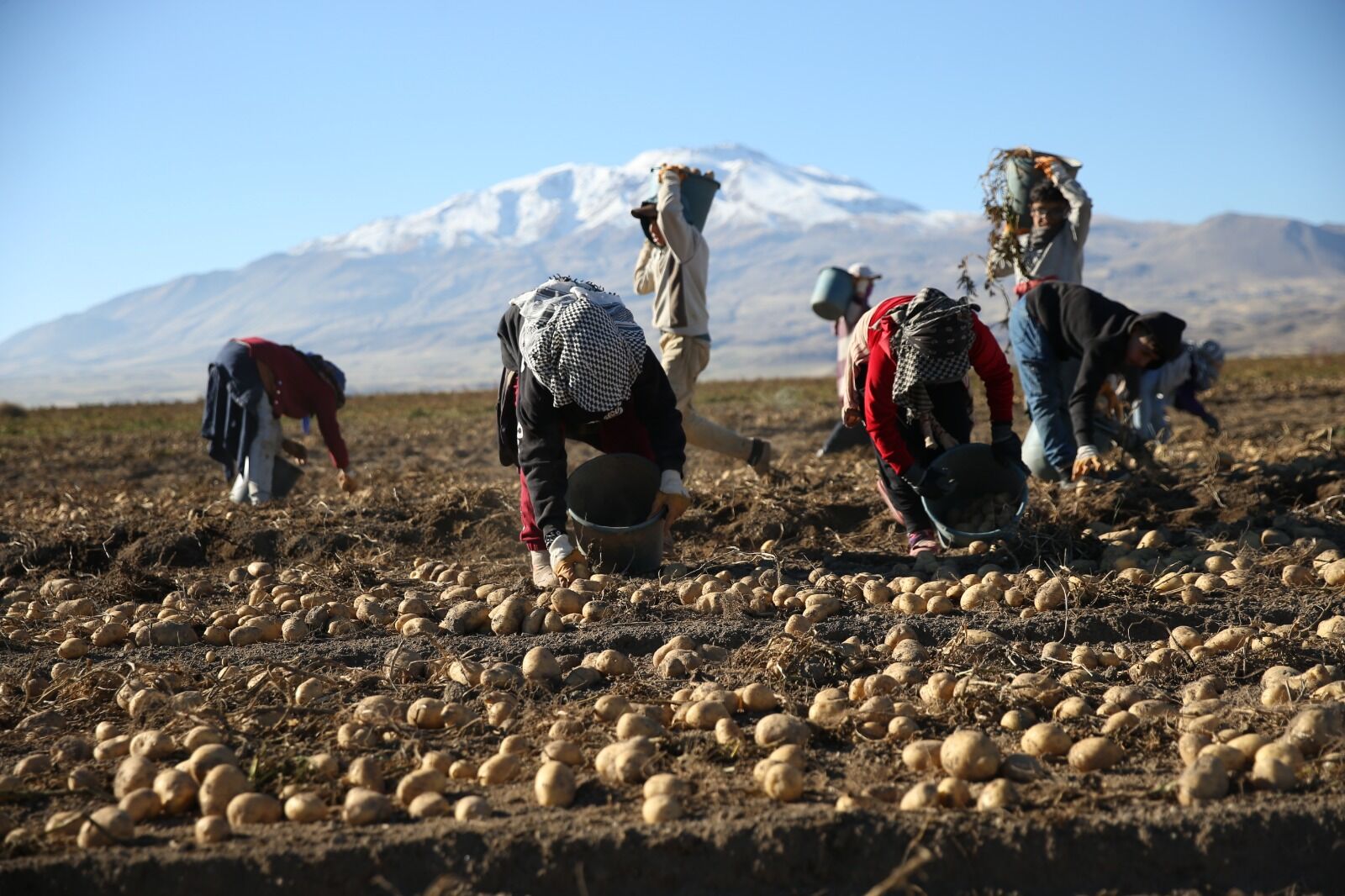 Patates Hasadı Bitlis (14)