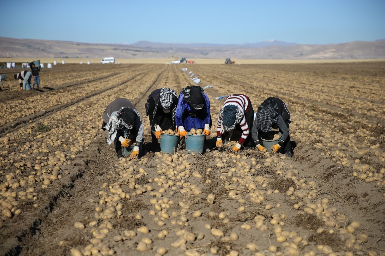 Patates Hasadı Bitlis (4)