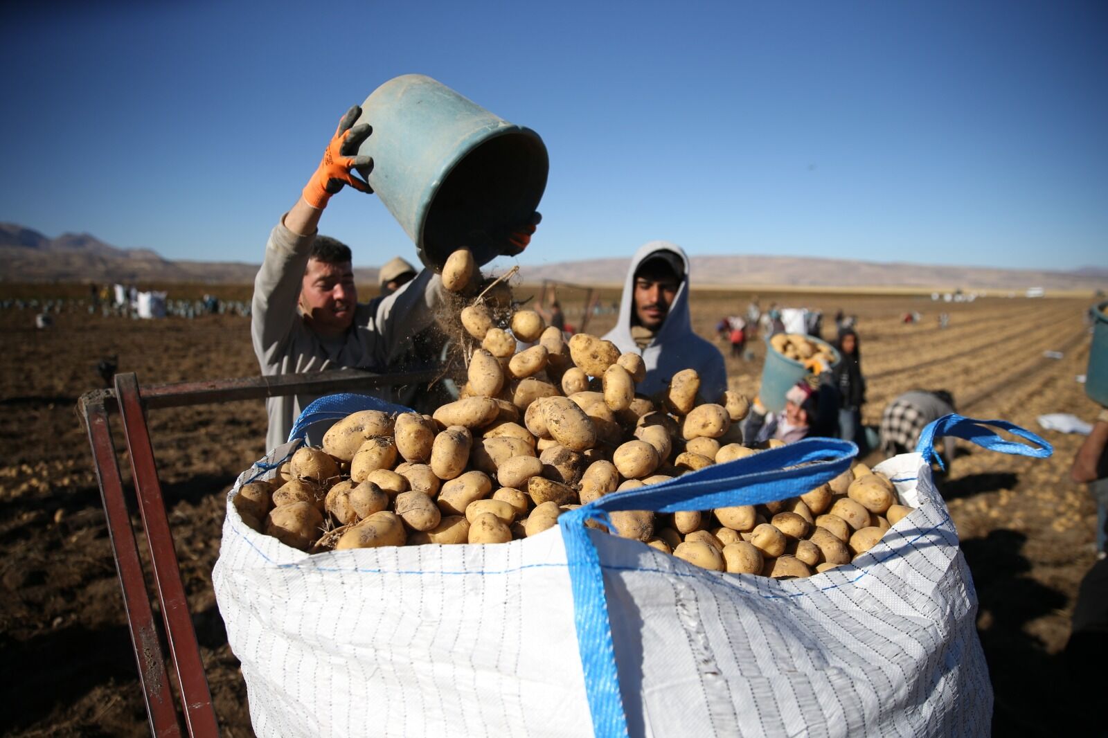 Patates Hasadı Bitlis (7)