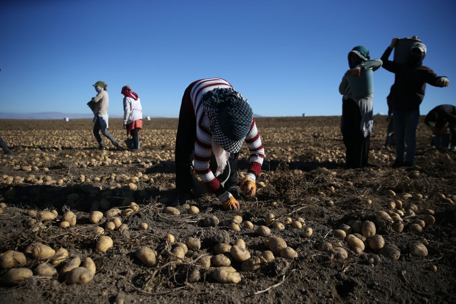 Patates Hasadı Bitlis (8)