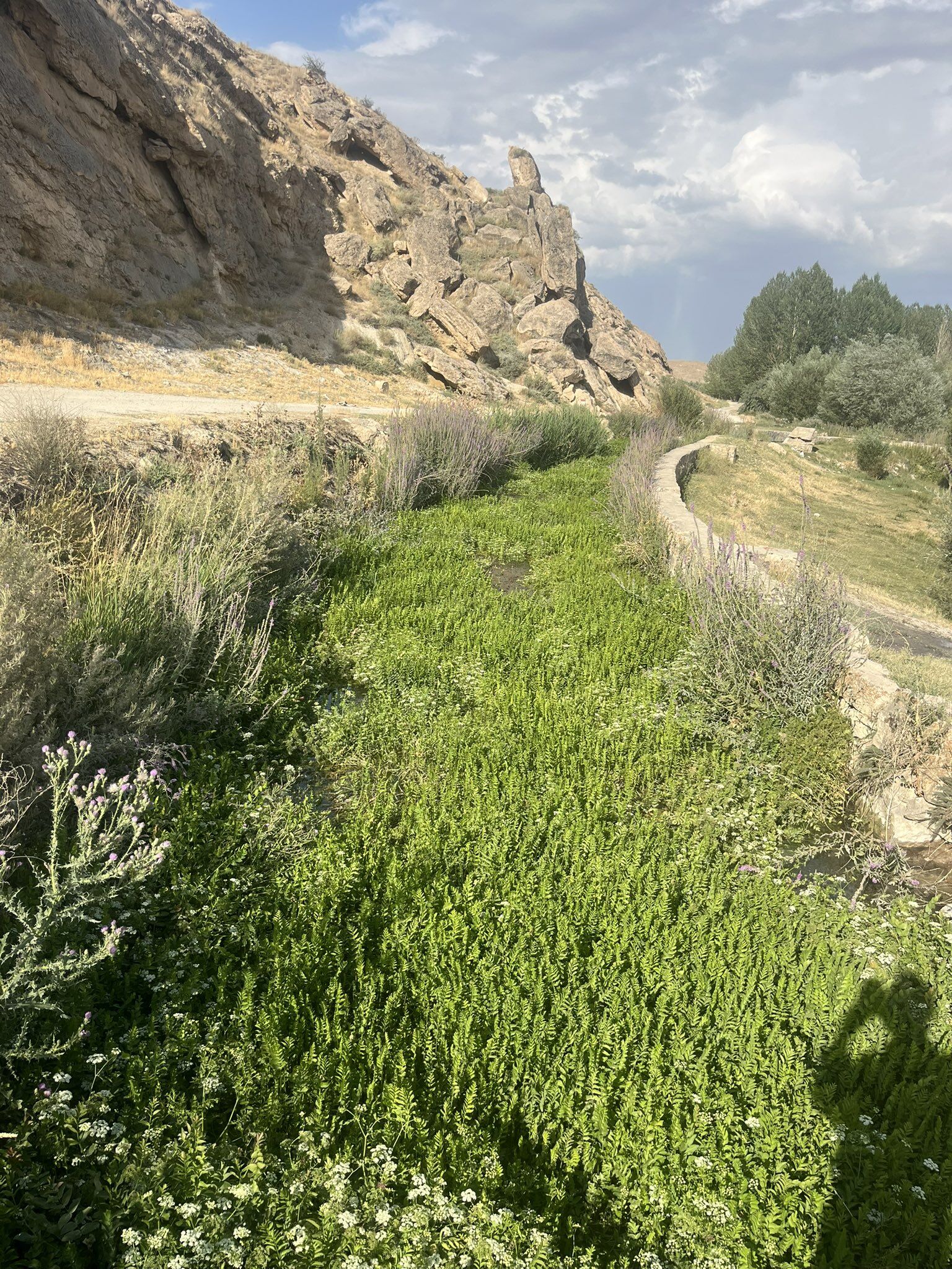 Şamran (1)