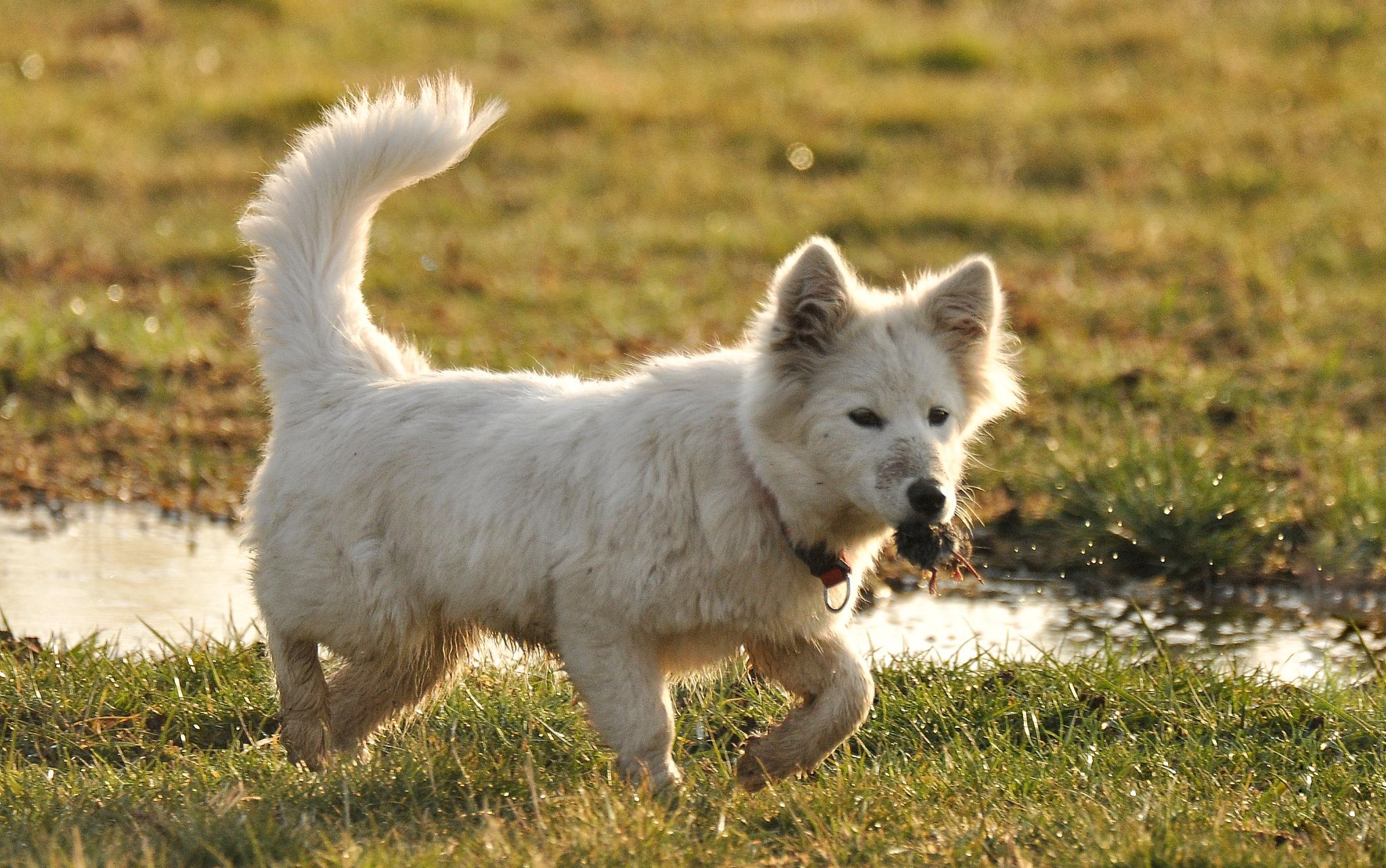 Van Köpek (1)