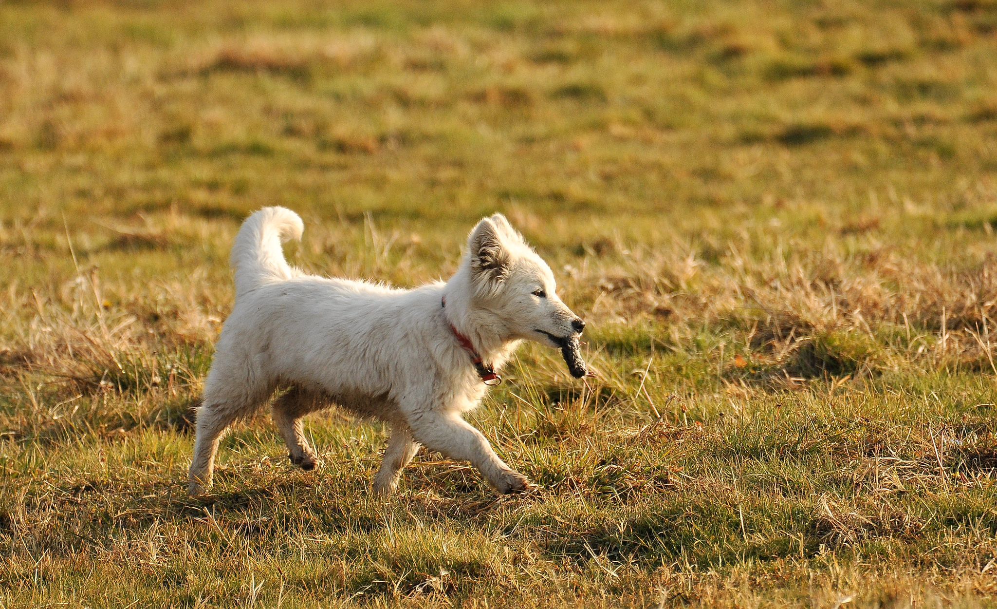 Van Köpek (3)