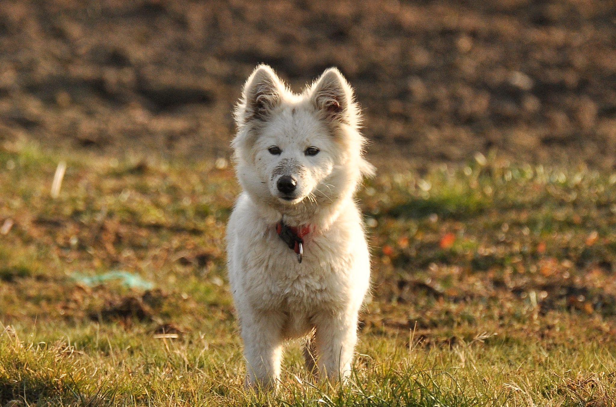 Van Köpek (4)