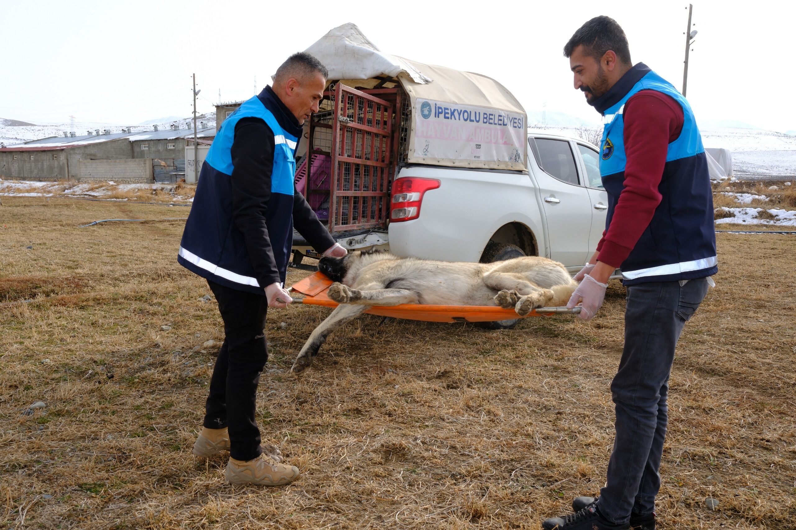 Aşılama Sokak Hayvanları (1)