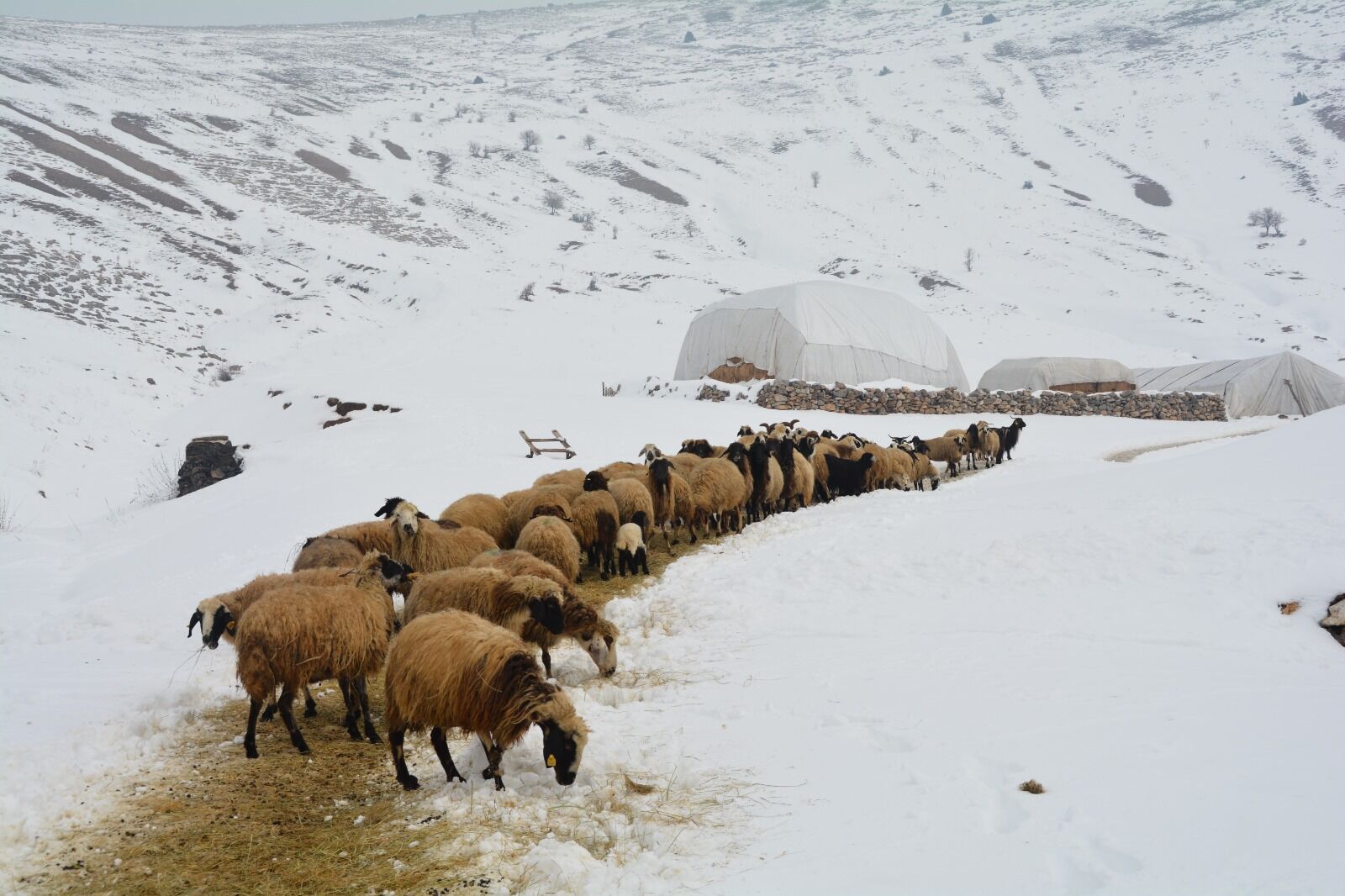 Bitlis Besici Mesaisi2