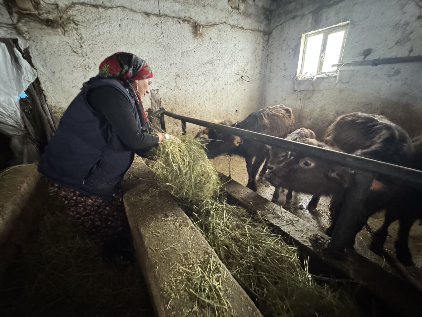 Hakkari Manda Yetiştiren Kadın (2)