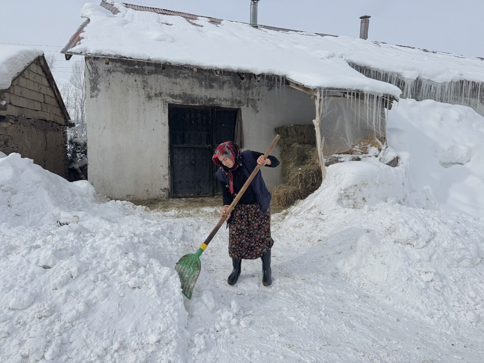 Hakkari Manda Yetiştiren Kadın (5)