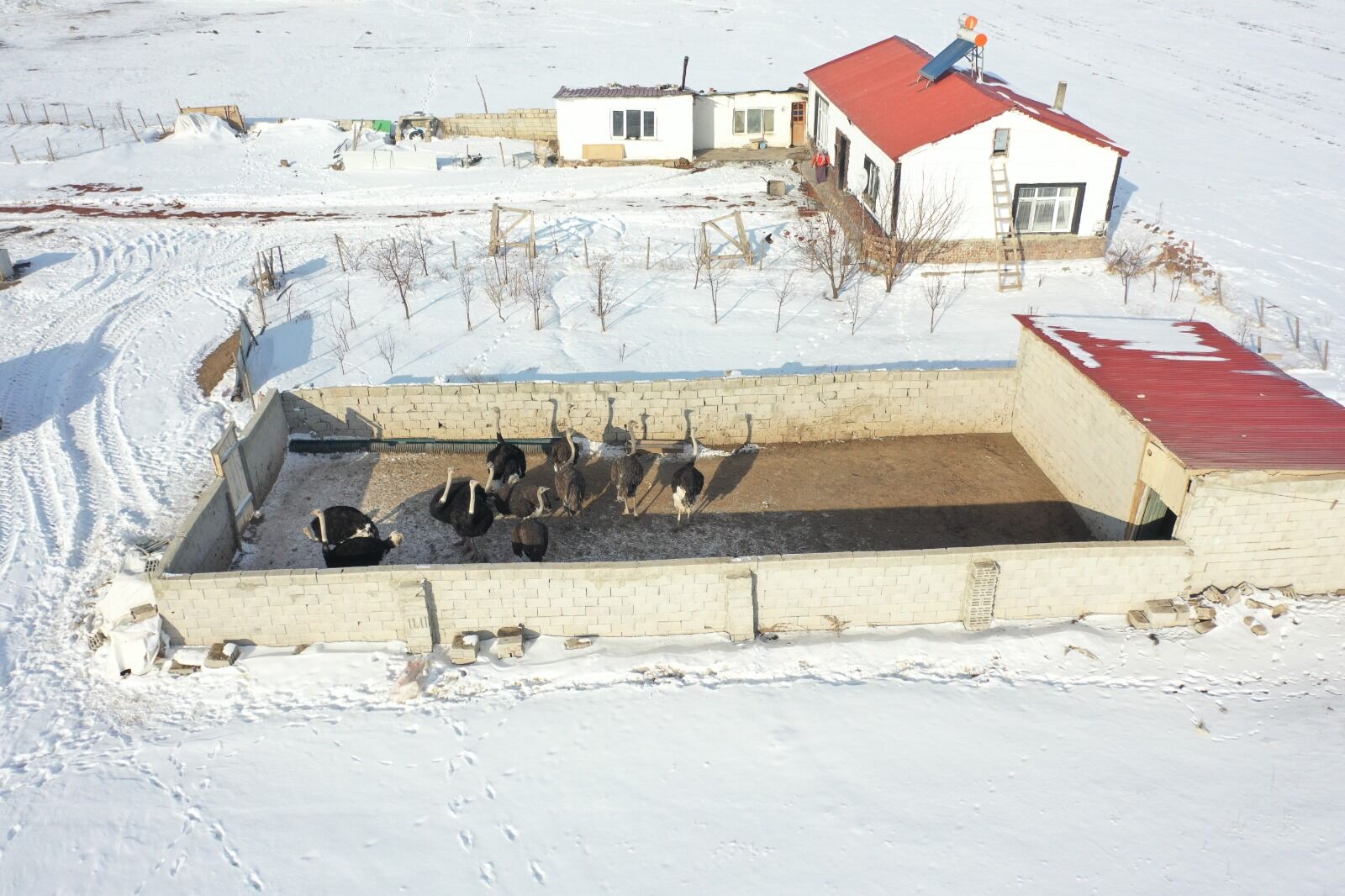 Kars Deve Kuşu Aa (1)