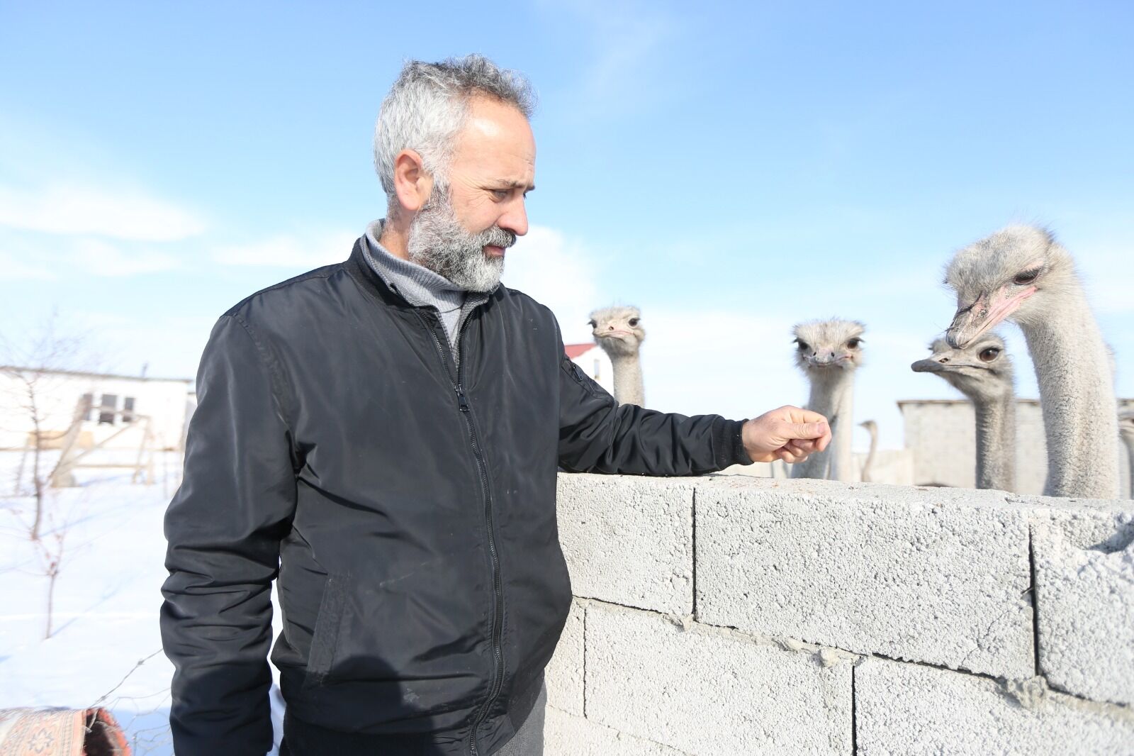 Kars Deve Kuşu Aa (2)