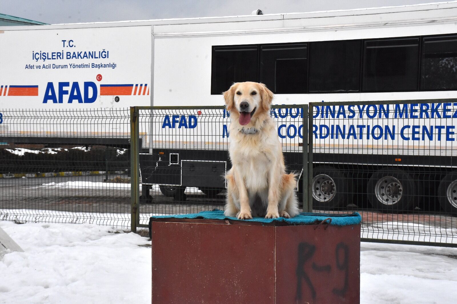 Afad Köpek (8)
