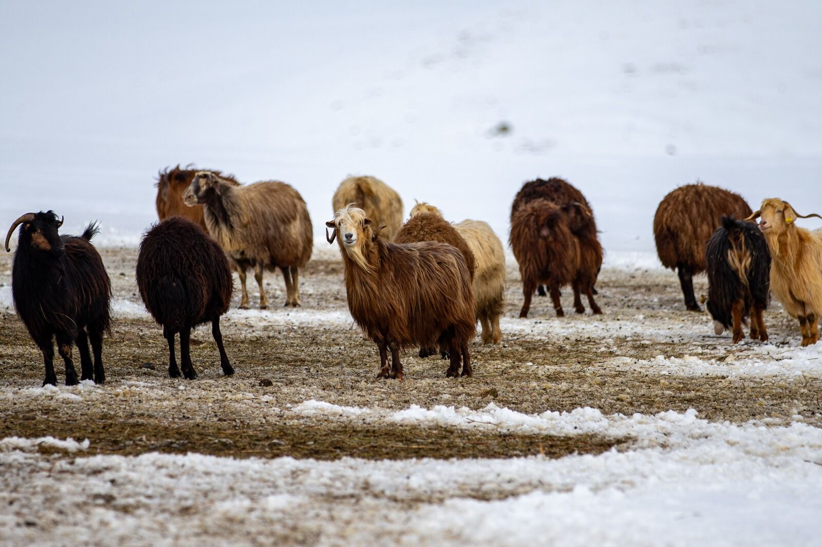 Hayvancılık Erzurum Aa (7)