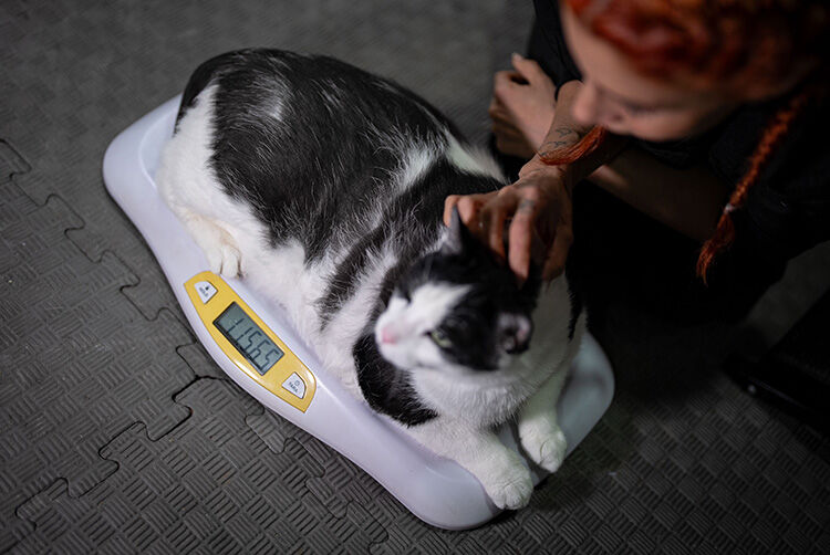 Kedi-2