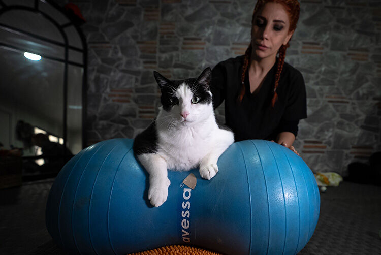 Kedi Spor