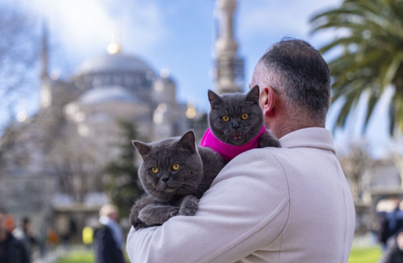 Kedi11