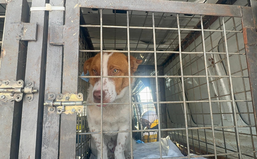Köpek2