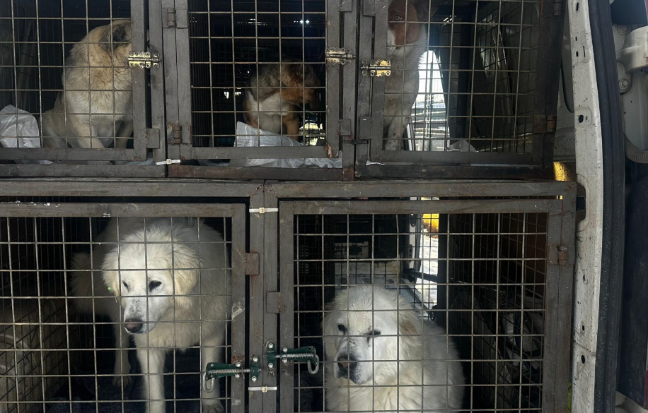 Köpek3