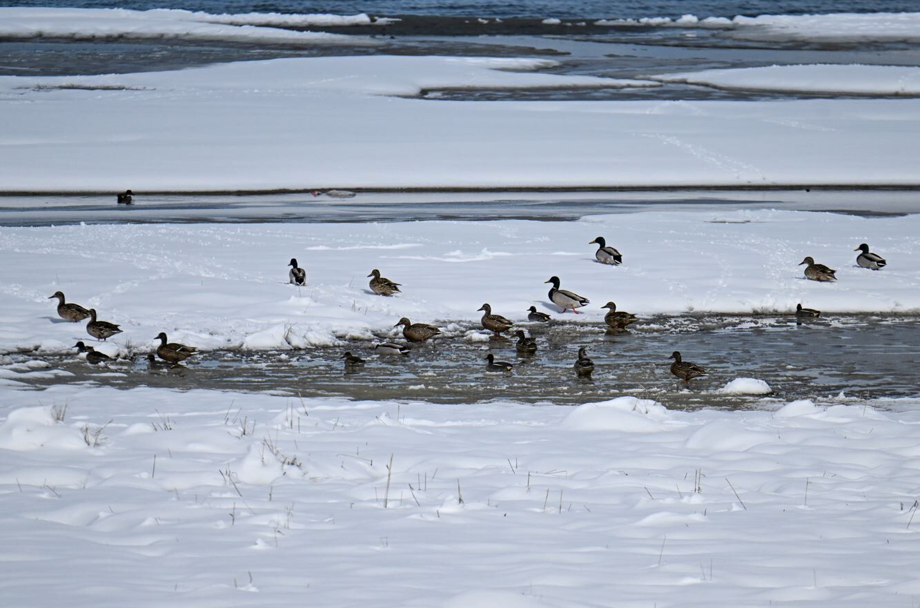 Van Edremit Kar Yağışı4