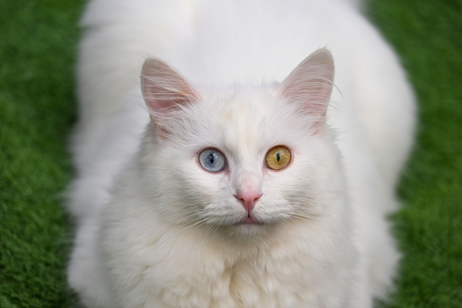 Van Kedisi Foto Aa (1)