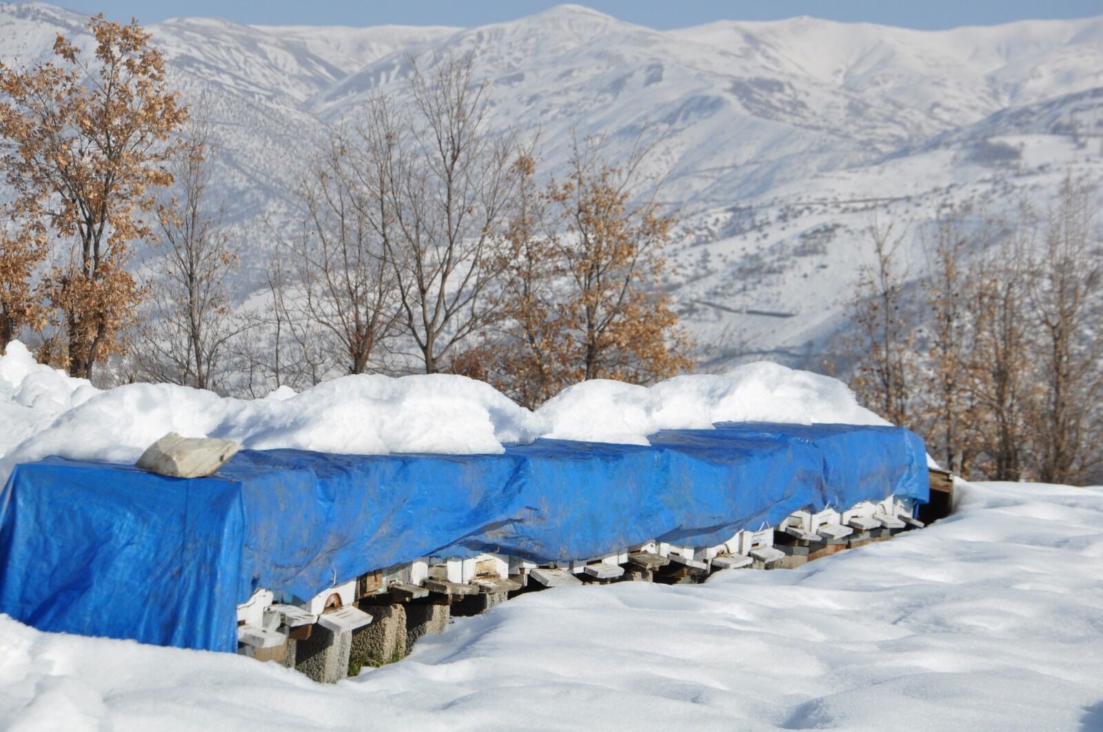 Bitlis Bal Aa (3)