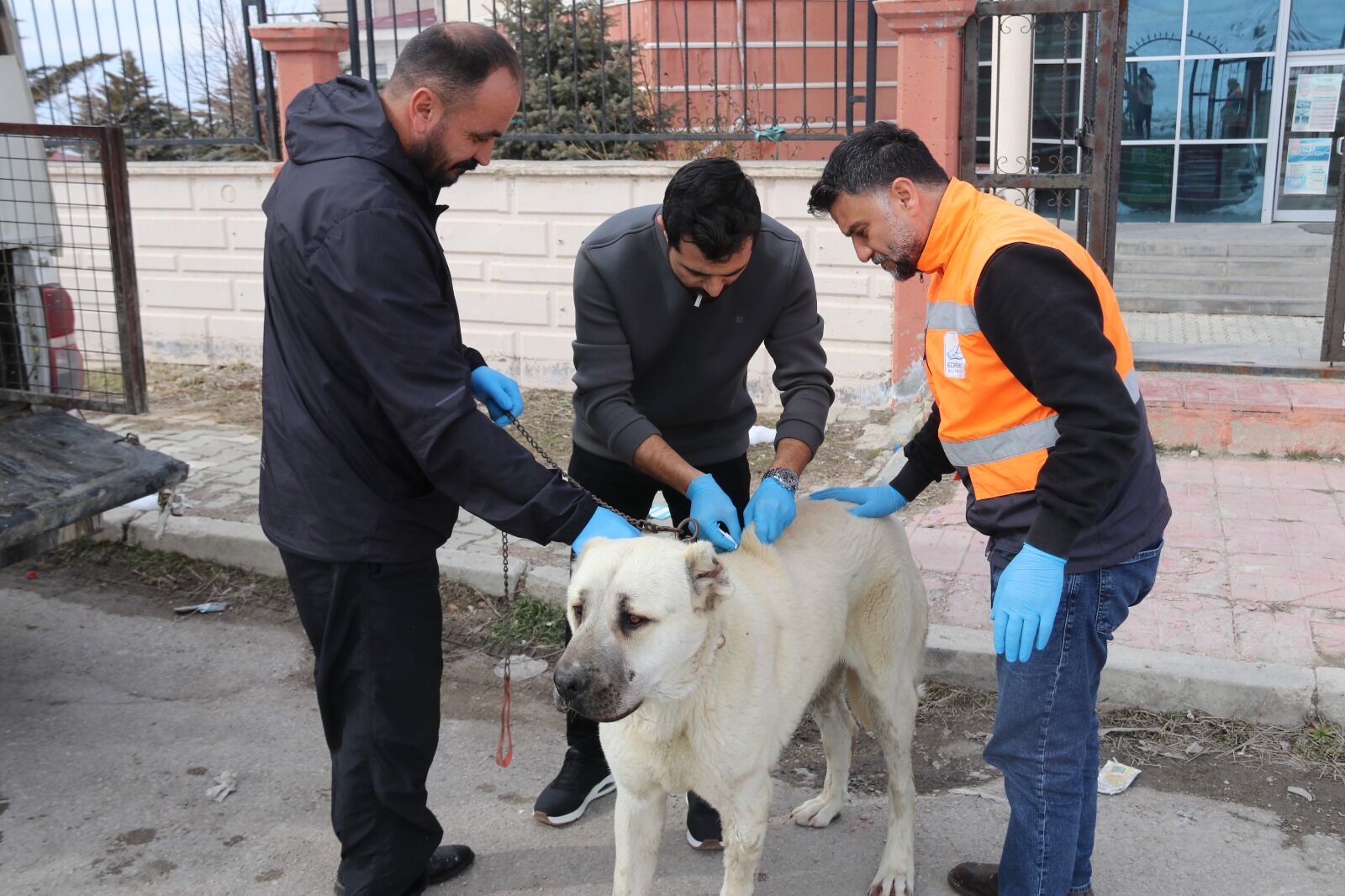 Edremit Belediyesi Sokak Hayvanlarını Sahiplendirmeye Başladı (4)