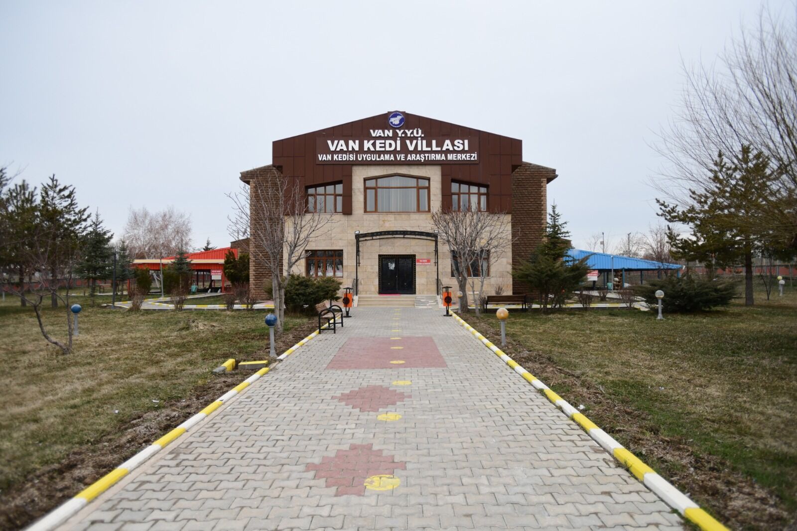 Van Kedilerinde B Kan Grubu Daha Yaygın Çıktı (5)