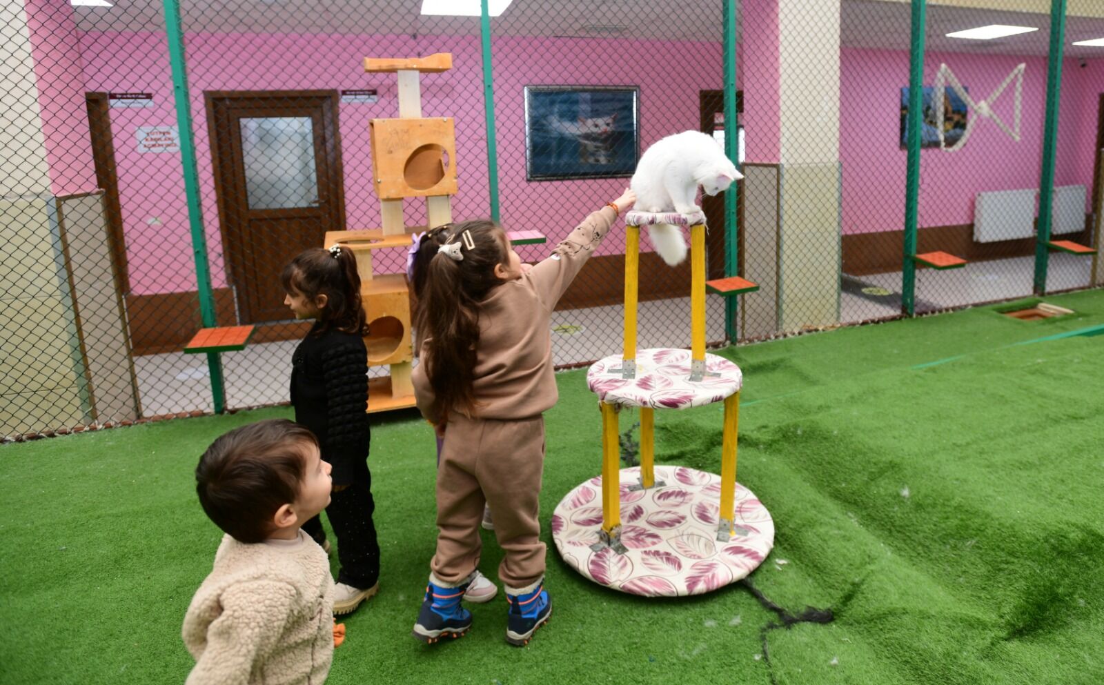 Van Kedilerinde B Kan Grubu Daha Yaygın Çıktı (6)
