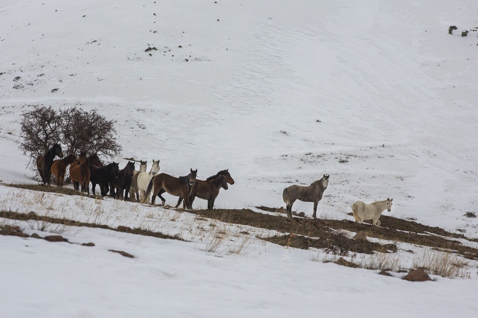 Yılkı Atları (Aa) (4)