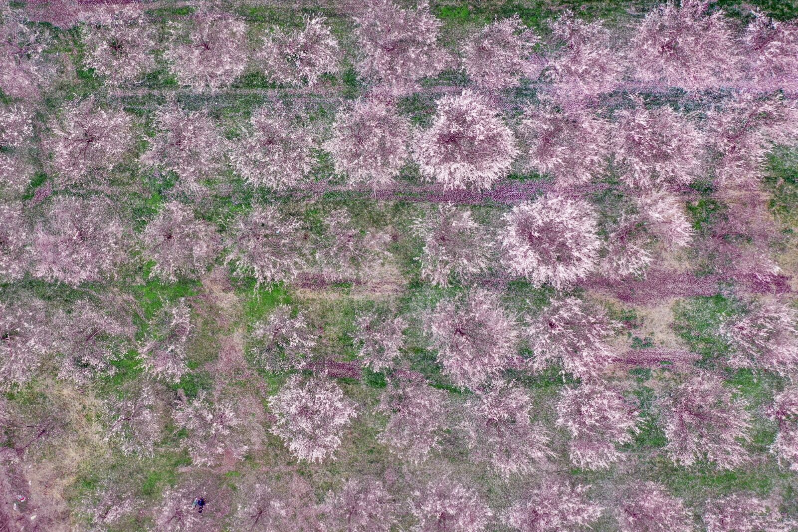 Iğdır Kayısı Ağaçları (3)